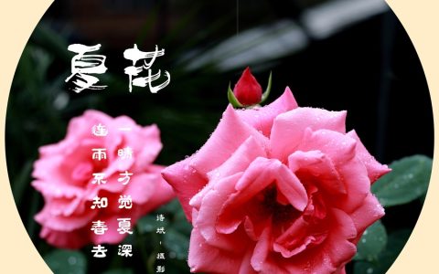 夏花绚烂唯美句子（夏花文案）