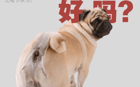 舔狗经典语录短句（舔狗经典语录）