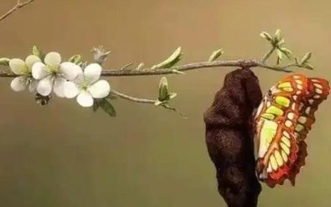 蜕变重生的简短句子,蜕变重生的哲理句子?