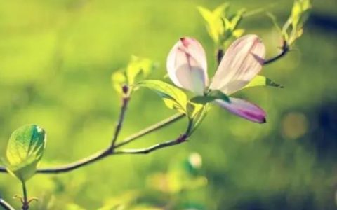 描写春天的优美短句300字