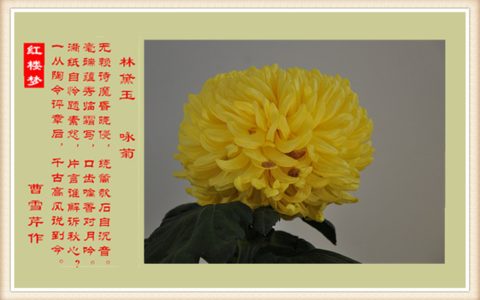赞美菊花的短句（夸菊花的好句子）