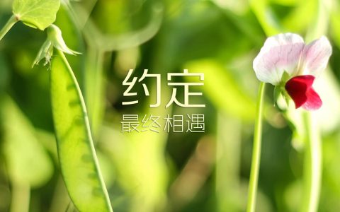 浪漫约定的句子（浪漫约定的句子）