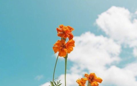 阳光很灿烂积极向上的句子（积极向上开朗的句子）