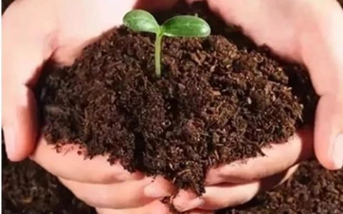 有一种生物短句子,世界上长得最快的植物有哪些?