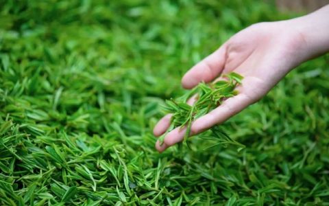 春茶朋友圈文案（春茶的文案）
