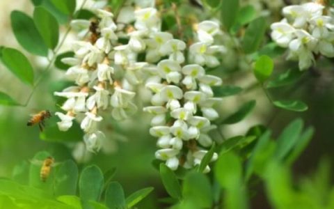 槐花饼文案短句,五月槐花香的主旨和思想感情?