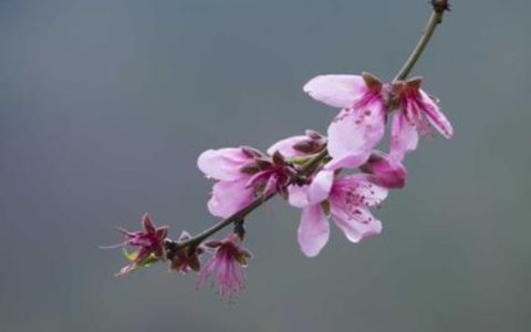 形容刺破的短句,“金针刺破桃花蕊,不敢高声暗皱眉”是什么...