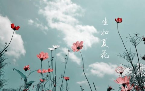 关于生如夏花的句子,生如夏花的唯美句子?